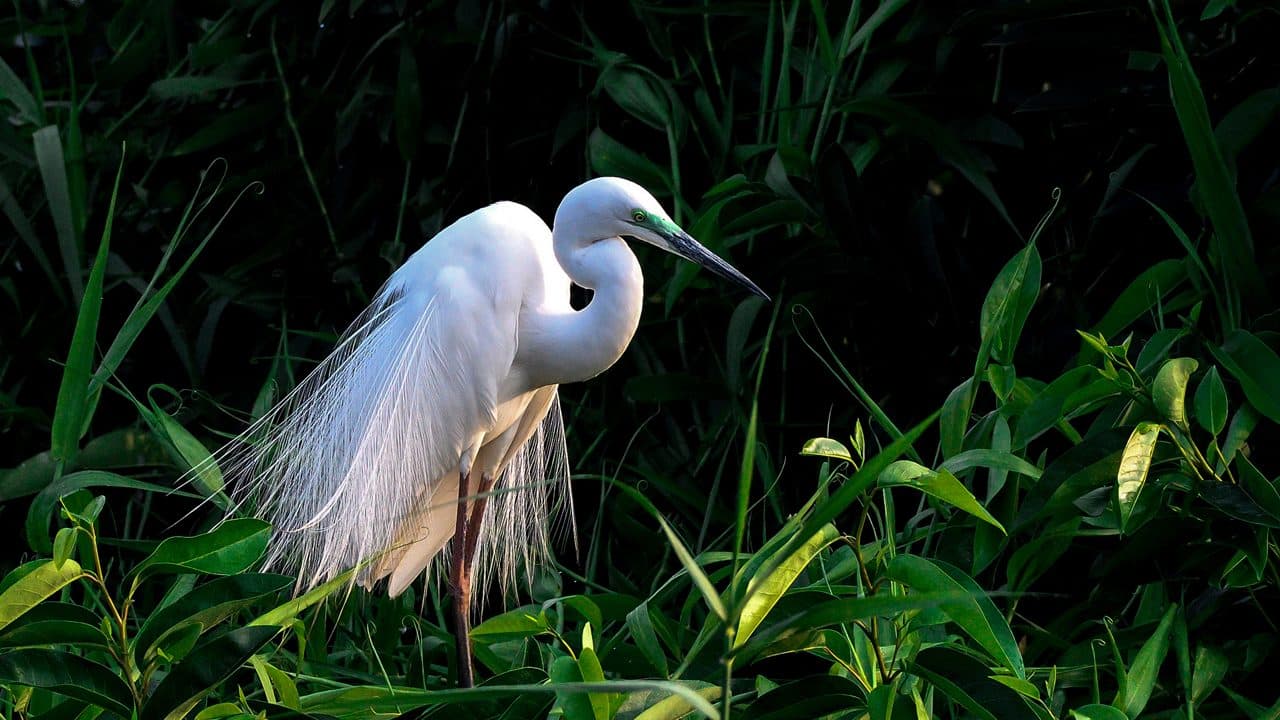 Kunarakom bird sanctuary